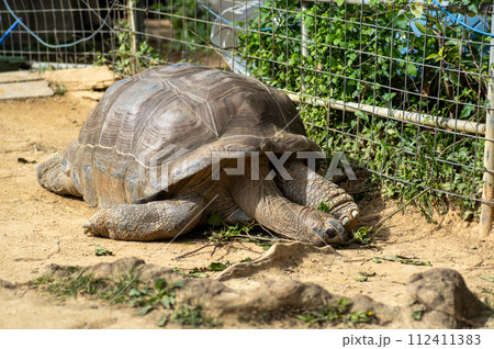 アルダブラゾウガメ アルダブラゾウガメ 112411383