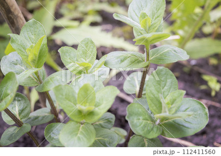 Fresh mint leaves growing in the garden. Homegrown vegetables. Fresh mint organic vegetables.  112411560