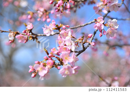 早春の訪れ　河津桜　青空背景　　　　 112411583