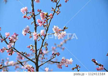 早春の訪れ　河津桜　青空背景　　　　 112411584