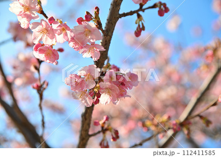 早春の訪れ 河津桜 青空背景 早春の訪れ 河津桜 青空背景 112411585