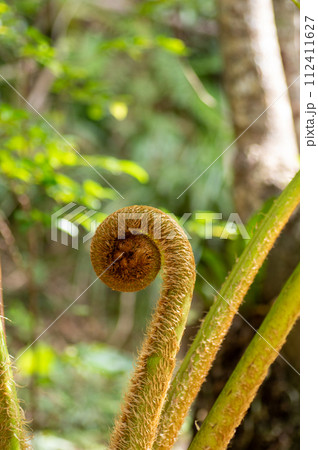 ヒカゲヘゴ 112411627