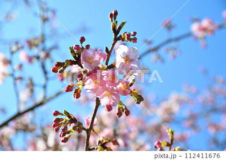 早春の訪れ　河津桜　青空背景　　　　 112411676