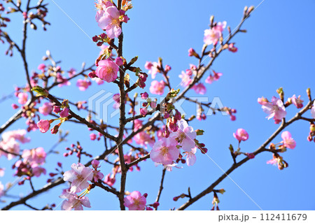 早春の訪れ 河津桜 青空背景 早春の訪れ 河津桜 青空背景 112411679