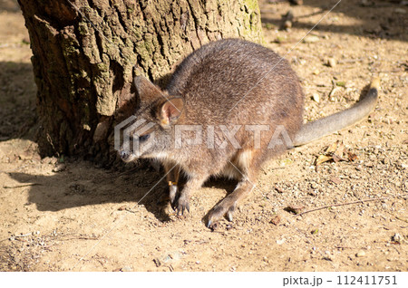 ネオパークオキナワのパルマワラビー 112411751