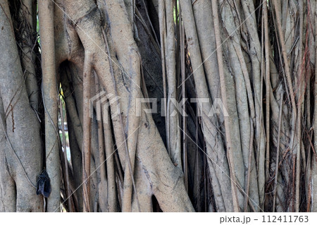 Abstract background with natural pattern of aerial roots of the tropical plant 112411763