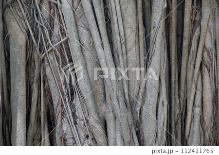 Abstract background with natural pattern of aerial roots of the tropical plant 112411765