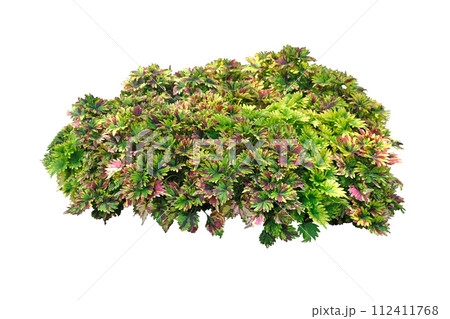 Coleus or Painted Nettle (Plectranthus scutellarioides) 112411768
