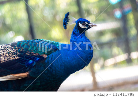 クジャク　孔雀 112411798