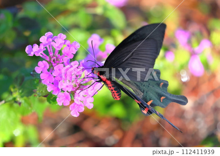 沖縄県国頭郡今帰仁村古宇利　古宇利島の駅ソラハシを舞うジャコウアゲハ 112411939