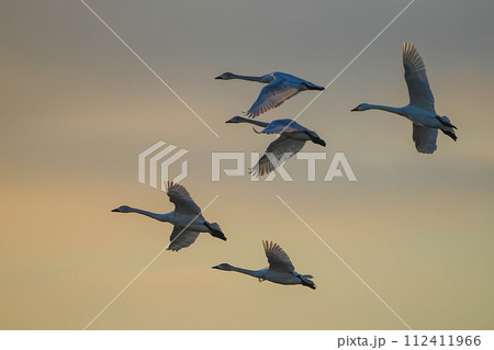 コハクチョウ 112411966