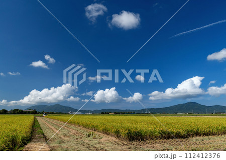 【新潟県】越後平野の水田と弥彦山・角田山。黄金色に輝く越後田園の秋。収穫中の稲穂 【新潟県】越後平野の水田と弥彦山・角田山。黄金色に輝く越後田園の秋。収穫中の稲穂 112412376