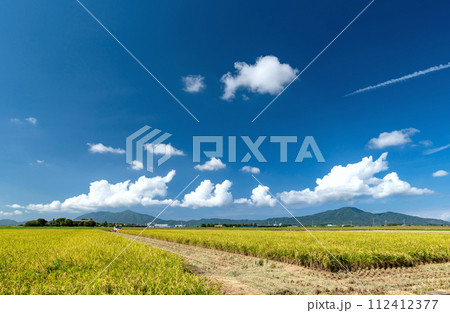 【新潟県】越後平野の水田と弥彦山・角田山。黄金色に輝く越後田園の秋。収穫中の稲穂 112412377