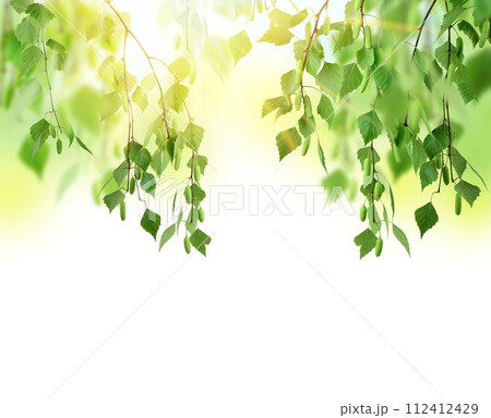 Beautiful summer birch forest.  rays of dawn. Spring morning in the forest. Sunrise. 112412429