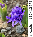 春の訪れを告げる花 112412578