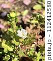 白い花の芽吹き 112412580