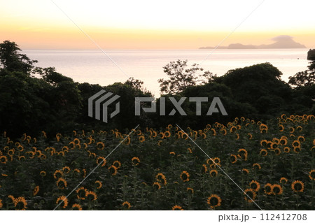 朝のヒマワリ畑 112412708