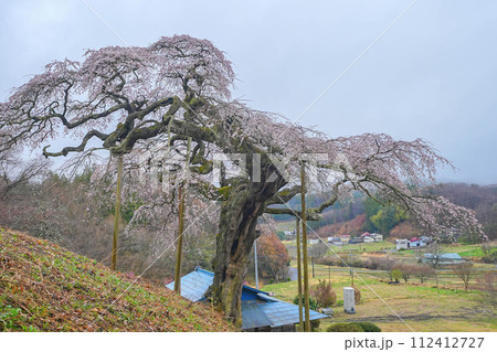 外大野の枝垂れ桜 112412727