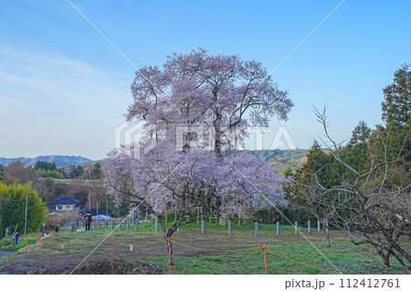 戸津辺の桜 112412761