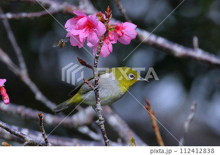 沖縄県国頭郡本部町　もとぶ八重岳桜まつり会場の琉球寒緋桜と南西諸島に生息するリュウキュウメジロ 112412838