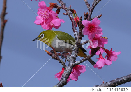 沖縄県国頭郡本部町　もとぶ八重岳桜まつり会場の琉球寒緋桜と南西諸島に生息するリュウキュウメジロ 112412839