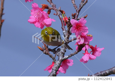 沖縄県国頭郡本部町 もとぶ八重岳桜まつり会場の琉球寒緋桜と南西諸島に生息するリュウキュウメジロ 沖縄県国頭郡本部町 もとぶ八重岳桜まつり会場の琉球寒緋桜と南西諸島に生息するリュウキュウメジロ 112412841
