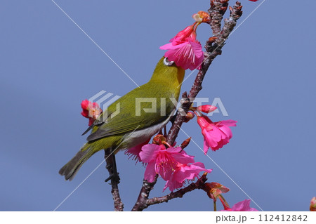 沖縄県国頭郡本部町　もとぶ八重岳桜まつり会場の琉球寒緋桜と南西諸島に生息するリュウキュウメジロ 112412842