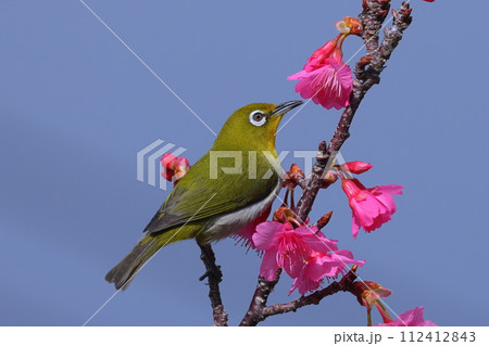 沖縄県国頭郡本部町　もとぶ八重岳桜まつり会場の琉球寒緋桜と南西諸島に生息するリュウキュウメジロ 112412843