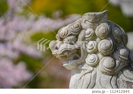 小川諏訪神社の枝垂れ桜 112412845
