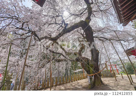小川諏訪神社の枝垂れ桜 112412855