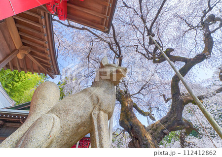 小川諏訪神社の枝垂れ桜 112412862