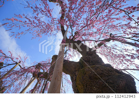 乙姫桜 乙姫桜 112412943