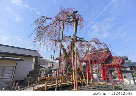 乙姫桜 112412945