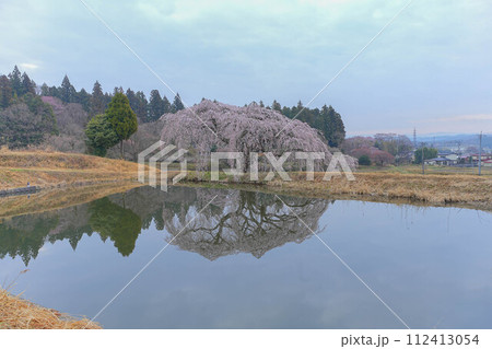 花園枝垂れ桜 花園枝垂れ桜 112413054