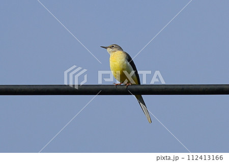 沖縄県国頭郡本部町 もとぶ八重岳桜まつり会場にて、沖縄には冬鳥として渡来するキセキレイ 沖縄県国頭郡本部町 もとぶ八重岳桜まつり会場にて、沖縄には冬鳥として渡来するキセキレイ 112413166