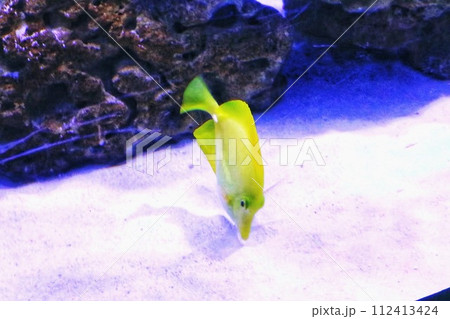 水に浮かぶ黄色い魚 水に浮かぶ黄色い魚 112413424