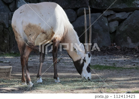 アラビアオリックス 112413425