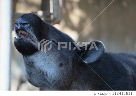 ベアードバク 112413611