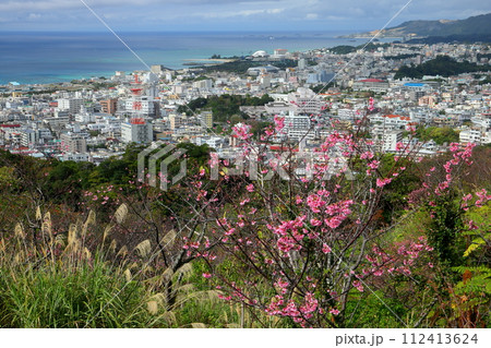 沖縄県名護市名護 名護城公園さくらの園の日本一早咲きの種類の一つである琉球寒緋桜と眼下の青い名護湾 沖縄県名護市名護 名護城公園さくらの園の日本一早咲きの種類の一つである琉球寒緋桜と眼下の青い名護湾 112413624