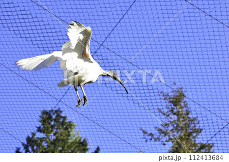 空を飛ぶクロトキ 空を飛ぶクロトキ 112413684