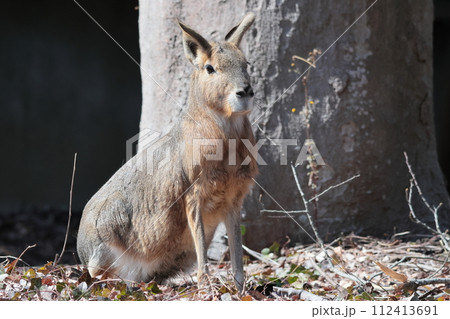 マーラ マーラ 112413691