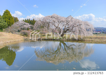 花園枝垂れ桜 花園枝垂れ桜 112413763