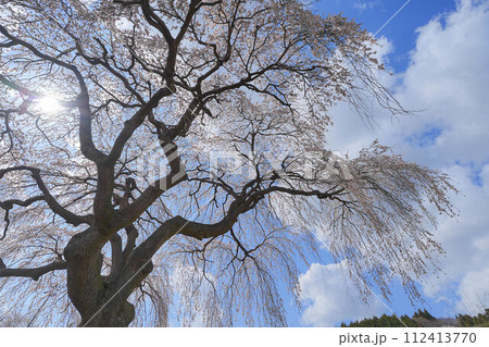 花園枝垂れ桜 花園枝垂れ桜 112413770