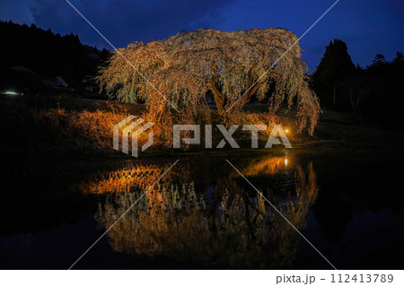 花園枝垂れ桜 花園枝垂れ桜 112413789