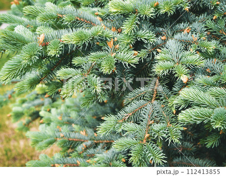Pine branch & twig. Young green sprouts fir tree twig needles. Pine branch sprouts background Pine branch & twig. Young green sprouts fir tree twig needles. Pine branch sprouts background 112413855