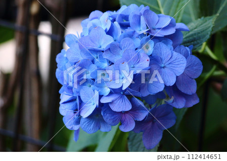 青い紫陽花 112414651