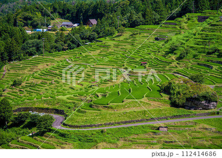 田植えを終えた丸山千枚田 田植えを終えた丸山千枚田 112414686