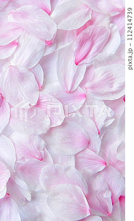 スマホ壁紙　桜の花びら　舞い落ちた花びら　美しく 112414739