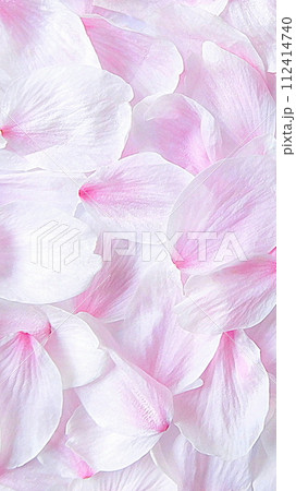 スマホ壁紙　桜の花びら　舞い落ちた花びら　美しく 112414740