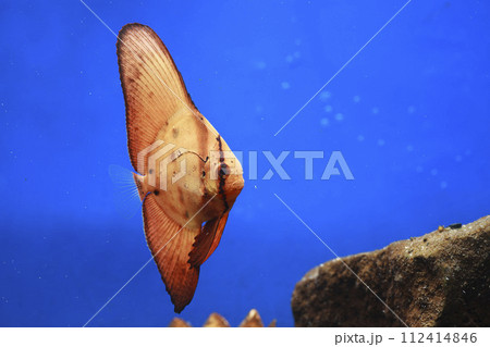 ナンヨウツバメウオ ツバメウオ 枯れ葉 擬態 マンジュウダイ レプトケファルス orbic fish ナンヨウツバメウオ ツバメウオ 枯れ葉 擬態 マンジュウダイ レプトケファルス orbic fish 112414846